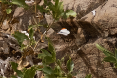 Colotis euippe omphale