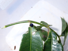 Chilocorus nigritus