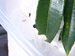 Chilocorus nigritus