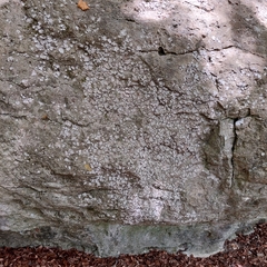 Dermatocarpon miniatum