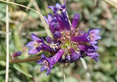 Penstemon heterodoxus