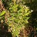 Morella salicifolia kilimandscharica - Photo (c) paullatham36, algunos derechos reservados (CC BY-NC)