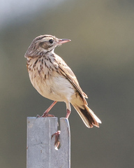 Anthus australis