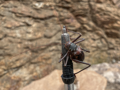 Acanthoplus