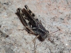 Melanoplinae