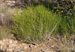 Monechma spartioides