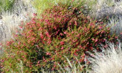 Hermannia stricta