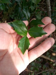 Ilex colchica
