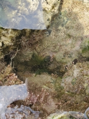 Coryphoblennius galerita
