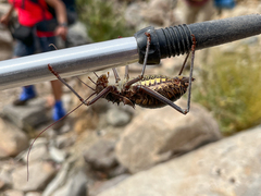 Acanthoplus