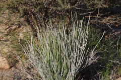 Euphorbia gregaria
