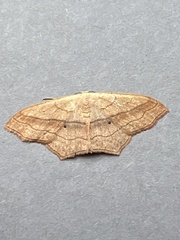 Scopula imitaria