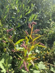 Persicaria amphibia