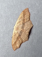 Scopula imitaria