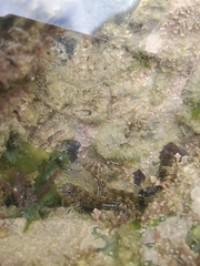 Coryphoblennius galerita