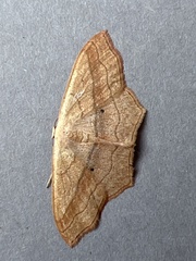 Scopula imitaria