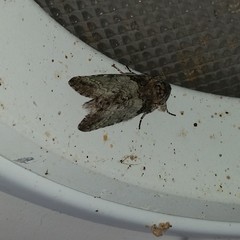 Macrurocampa marthesia