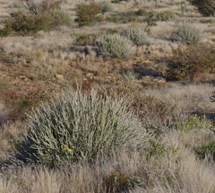 Euphorbia gregaria