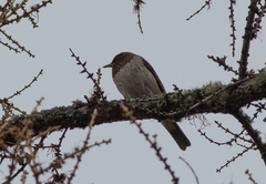 Turdus atrogularis