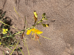 Cleome foliosa lutea