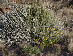 Osteospermum microcarpum