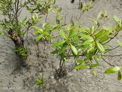 Sonneratia caseolaris