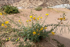 Cleome foliosa lutea