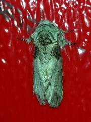 Macrurocampa marthesia