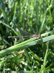 Ischnura