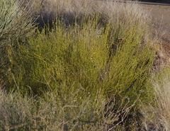 Monechma spartioides