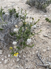 Acamptopappus sphaerocephalus