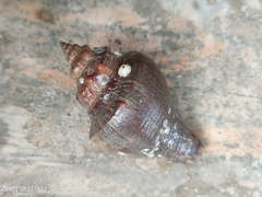 Volegalea cochlidium