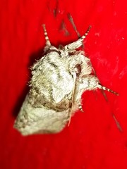 Macrurocampa marthesia