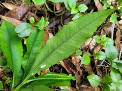 Ardisia virens