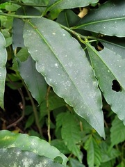 Ardisia virens