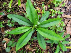 Ardisia virens