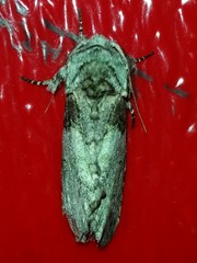 Macrurocampa marthesia