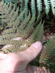 Polystichum setiferum