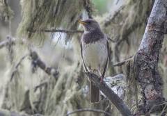 Turdus atrogularis