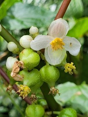 Begonia longifolia