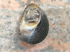 Nerita costata