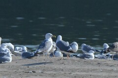Larus fuscus barabensis