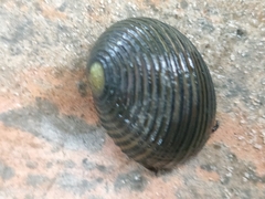 Nerita costata