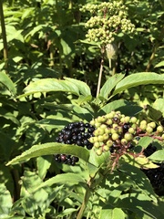 Sambucus ebulus