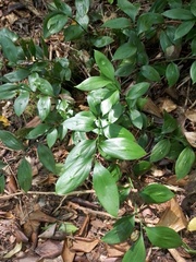 Ruscus colchicus