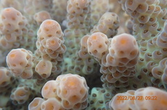 Acropora sarmentosa