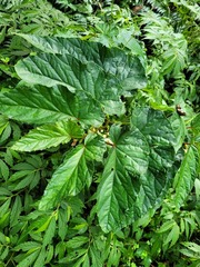 Begonia longifolia
