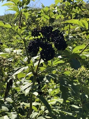 Sambucus ebulus