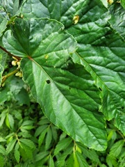 Begonia longifolia
