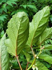 Begonia longifolia